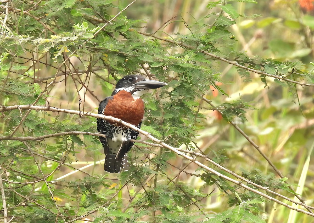 Giant Kingfisher - ML642537778