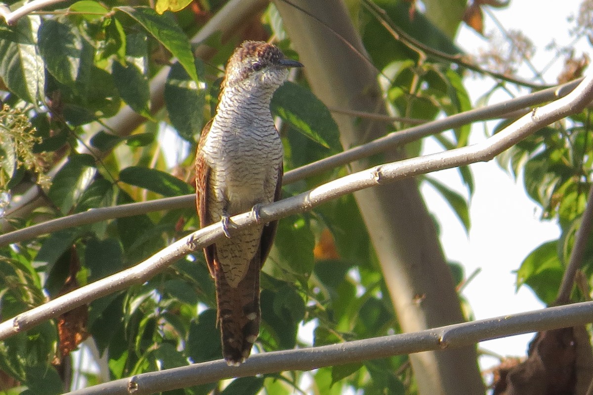 Banded Bay Cuckoo - ML642537781