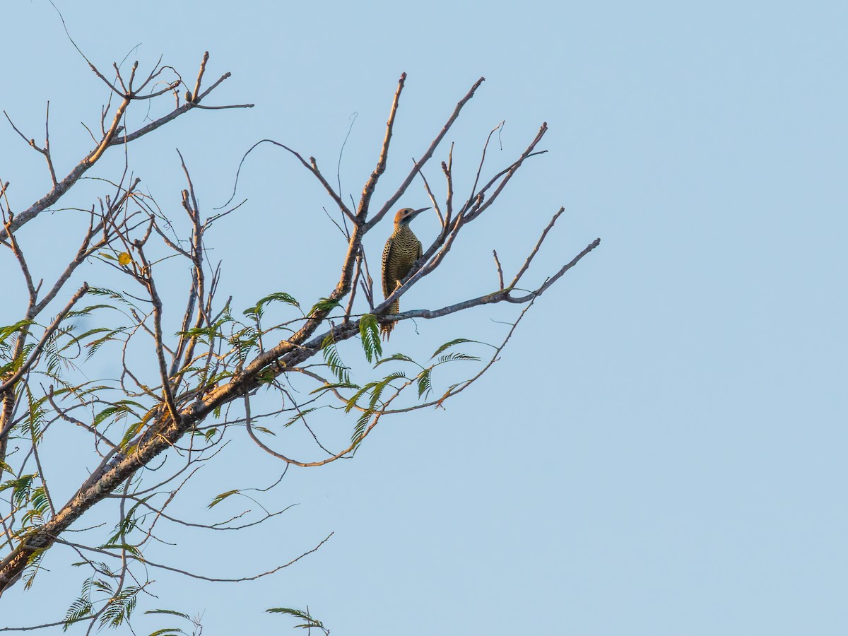 Fernandina's Flicker - ML642537793