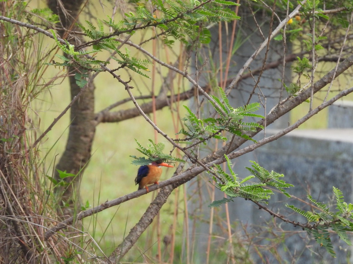 African Pygmy Kingfisher - ML642537808