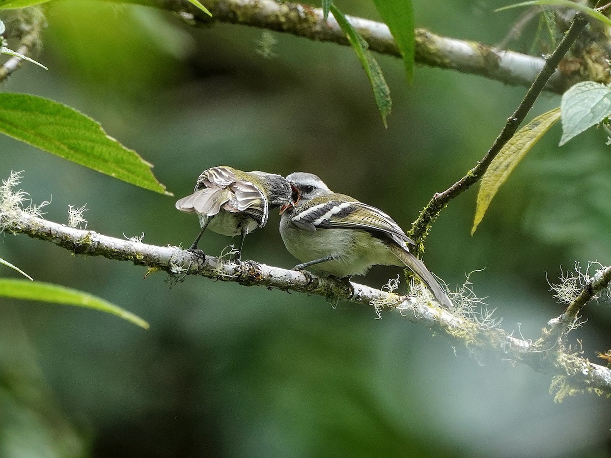 White-banded Tyrannulet - ML642537812