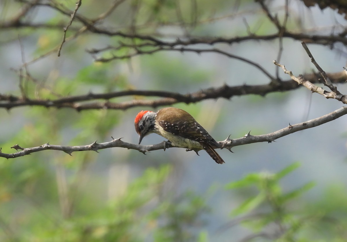 Cardinal Woodpecker - ML642537815