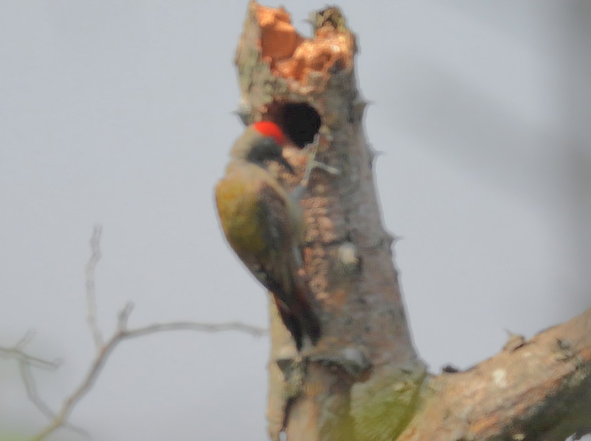 African Gray Woodpecker - ML642537818