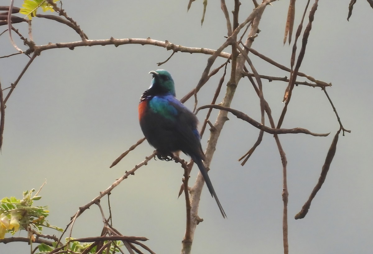 Red-chested Sunbird - ML642537850