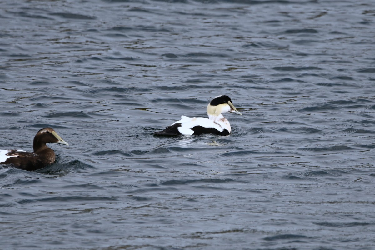 Common Eider - ML642537859