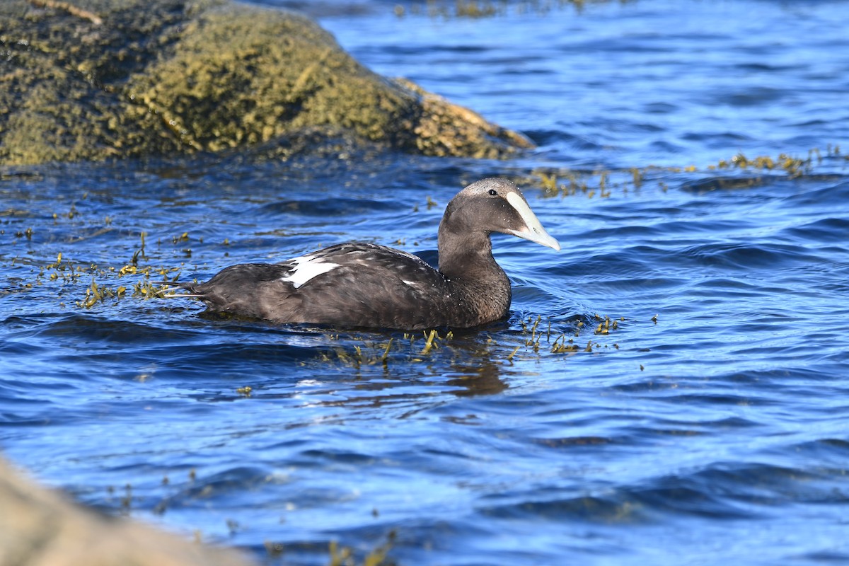 Common Eider - ML642537861