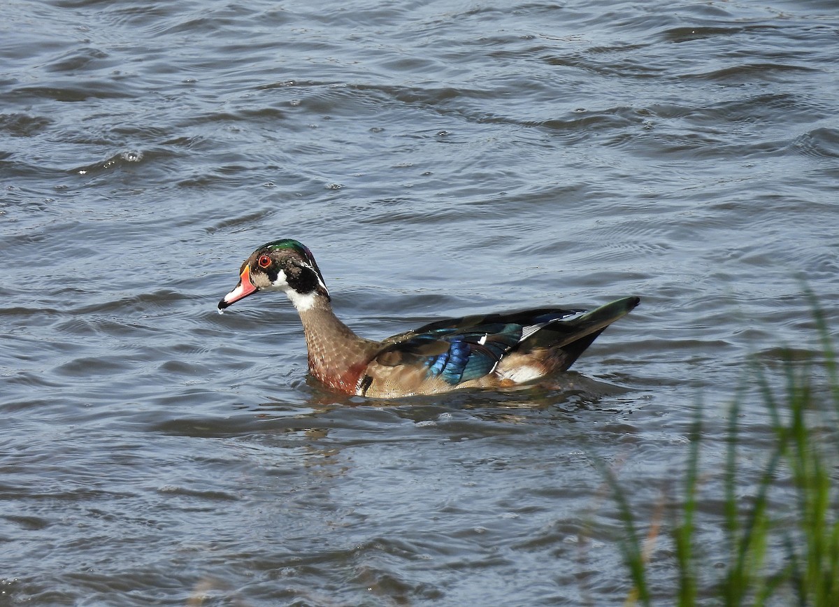 Wood Duck - ML642537865