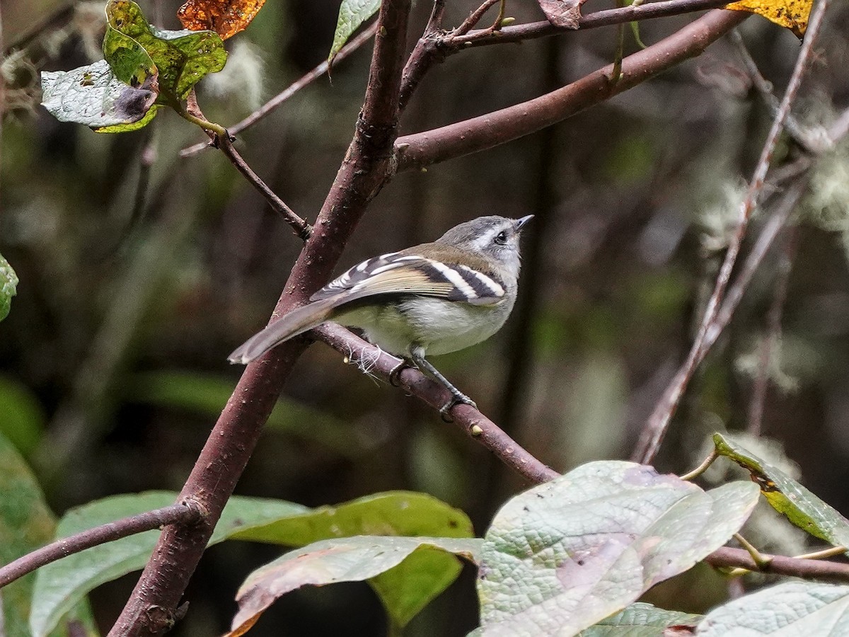 White-banded Tyrannulet - ML642537867