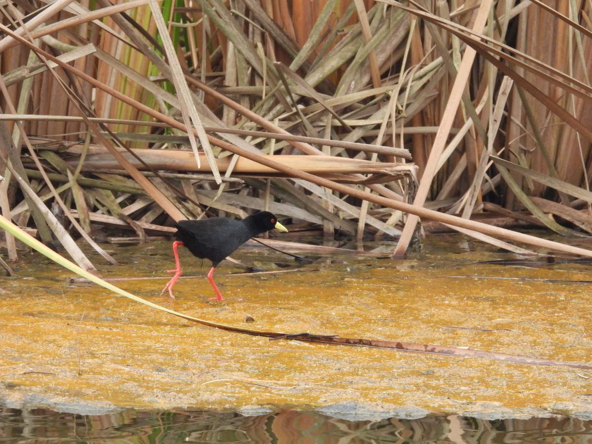 Black Crake - ML642537876