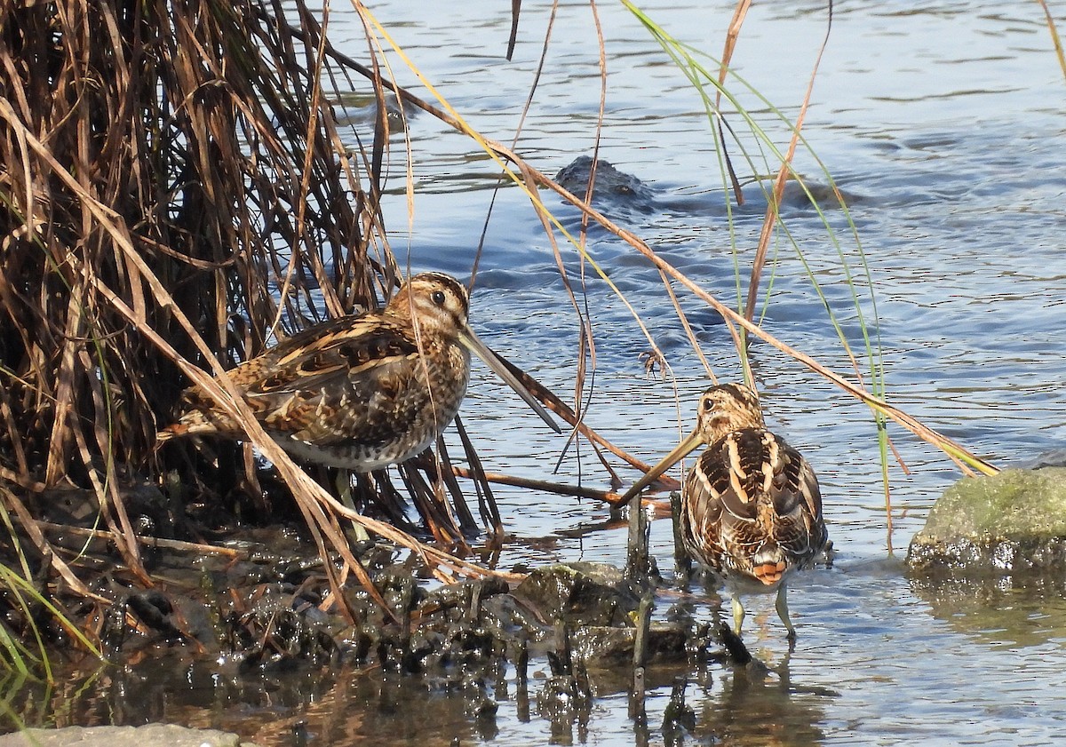 Common Snipe - ML642537879
