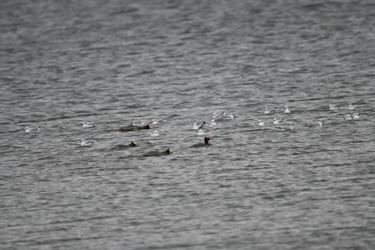 Red-breasted Merganser - ML642537897