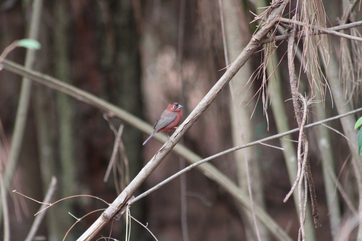 Red-crested Finch - ML642537902