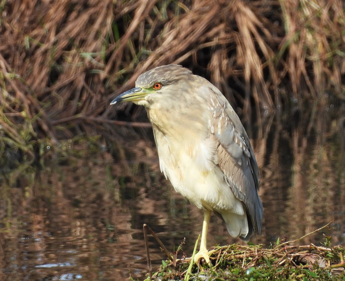 Black-crowned Night Heron - ML642537910