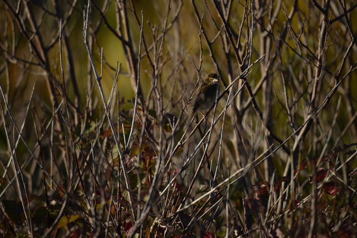 Dickcissel - ML642537911