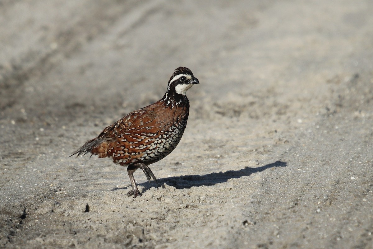 Northern Bobwhite (Eastern) - ML642537918
