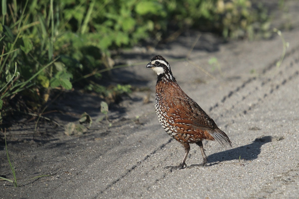 Northern Bobwhite (Eastern) - ML642537919