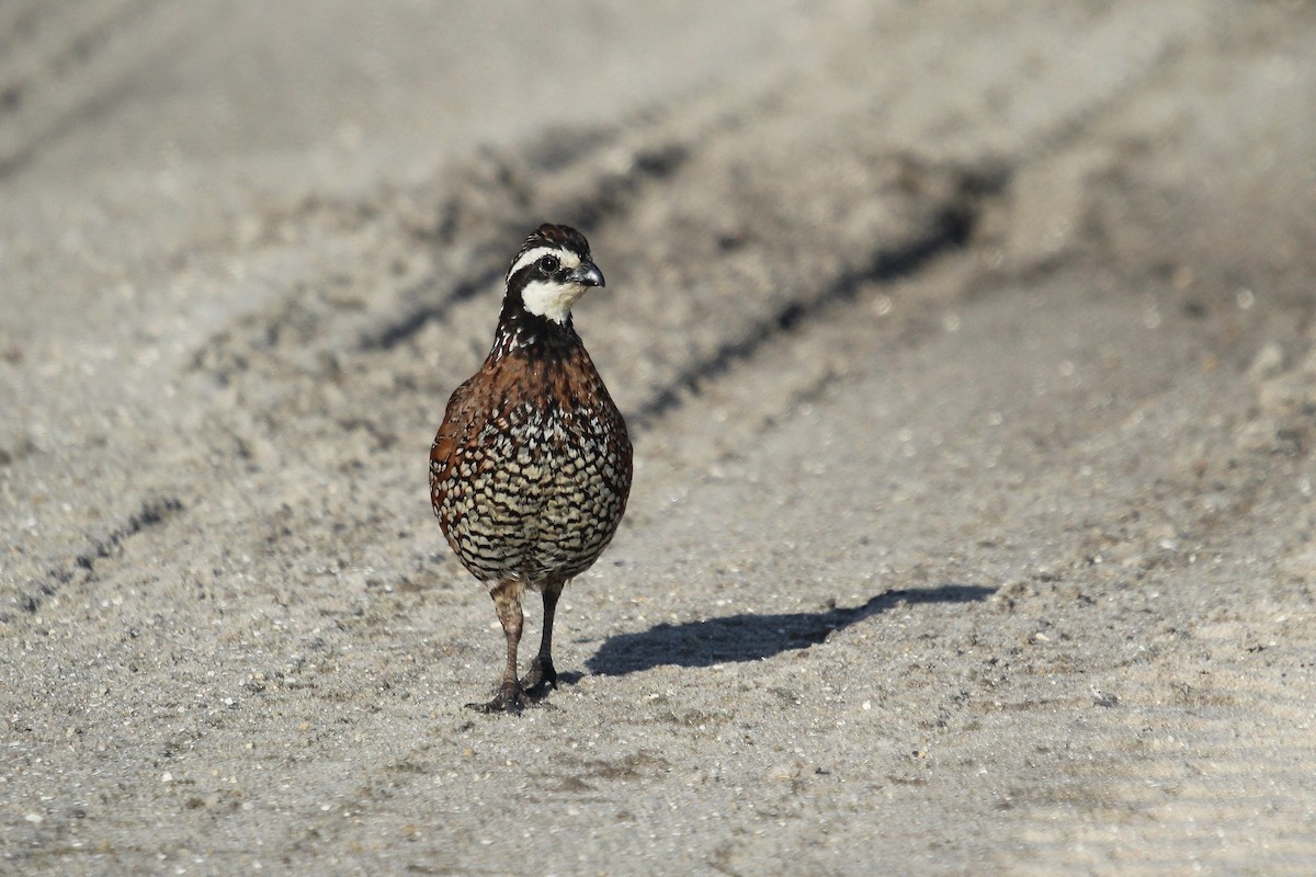Northern Bobwhite (Eastern) - ML642537920