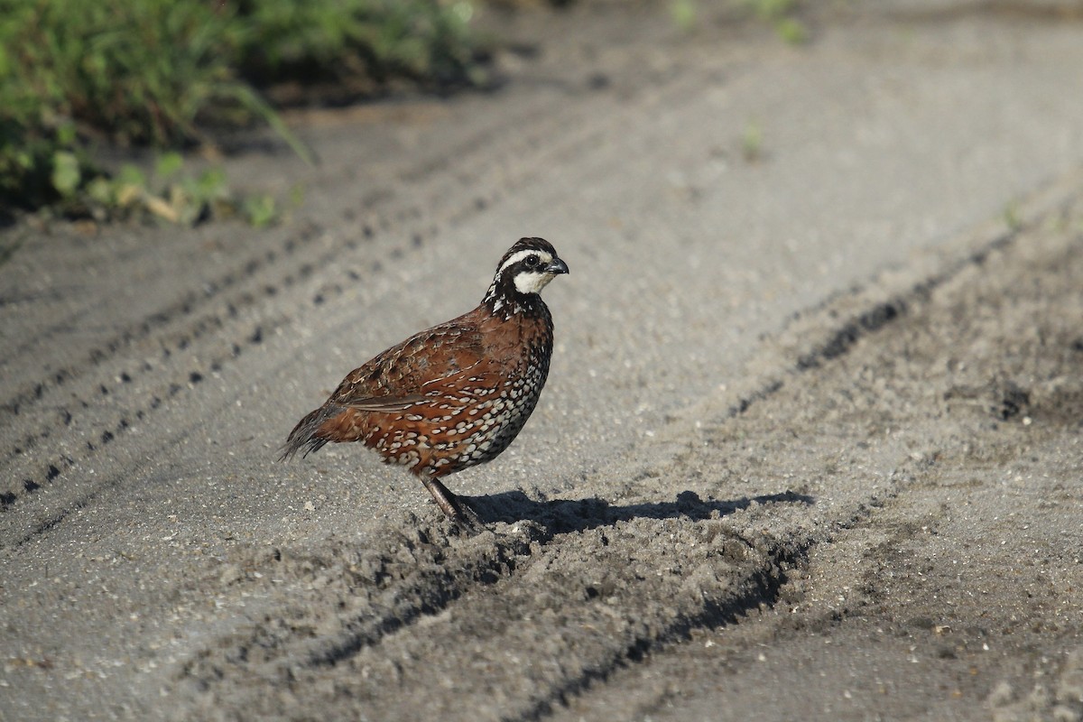 Northern Bobwhite (Eastern) - ML642537922