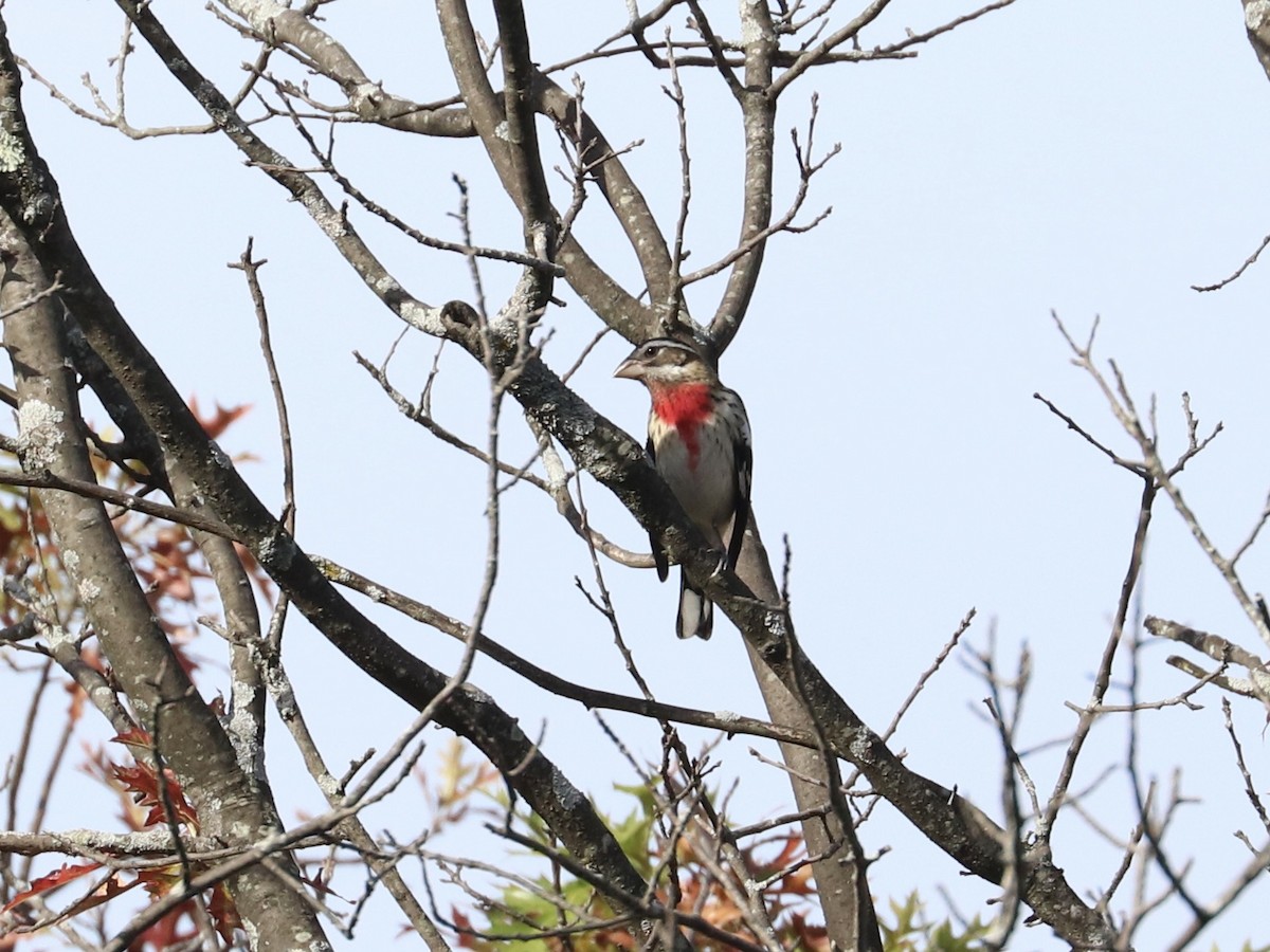 Rose-breasted Grosbeak - ML642537934