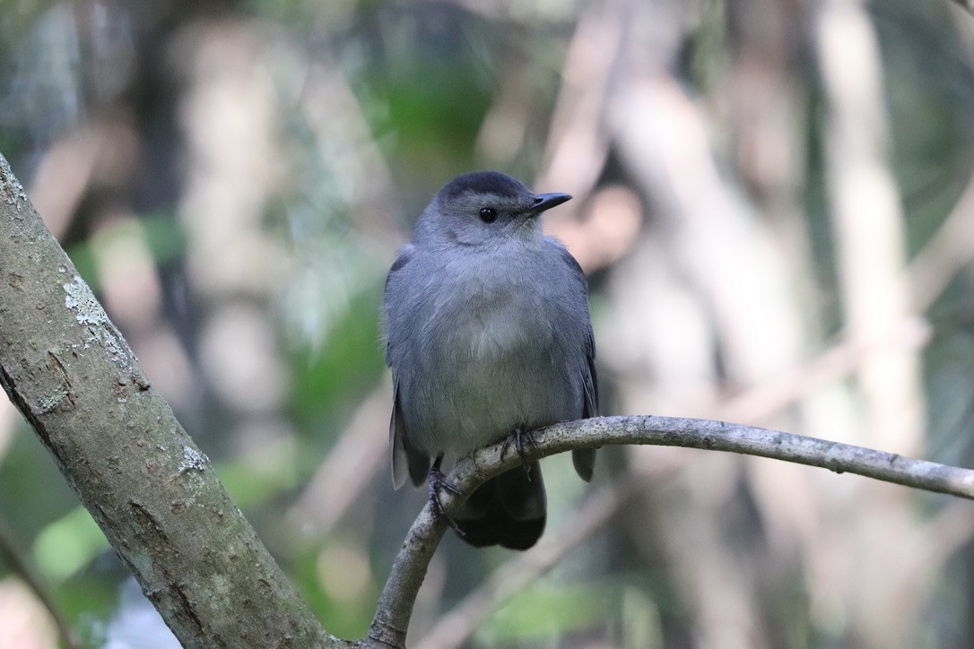 Gray Catbird - ML642537948