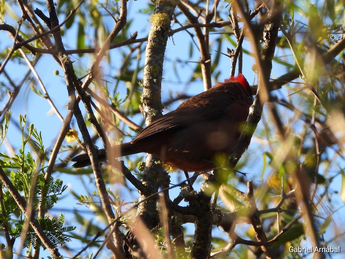 Red-crested Finch - ML642537980
