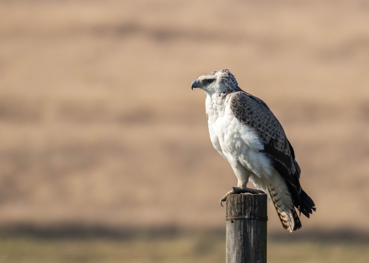 Martial Eagle - ML642537984