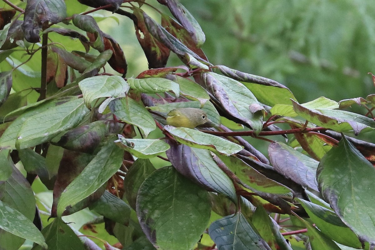 Nashville Warbler - ML642537997