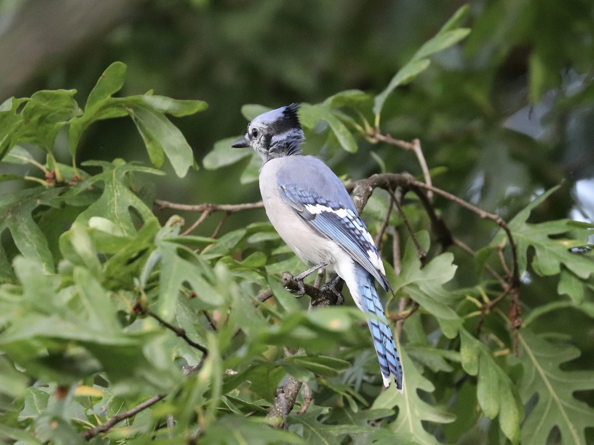 Blue Jay - ML642538010