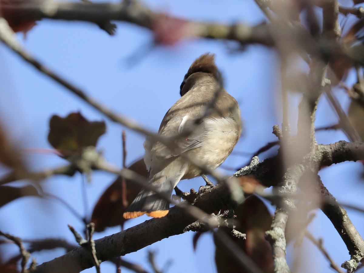 Cedar Waxwing - ML642538025