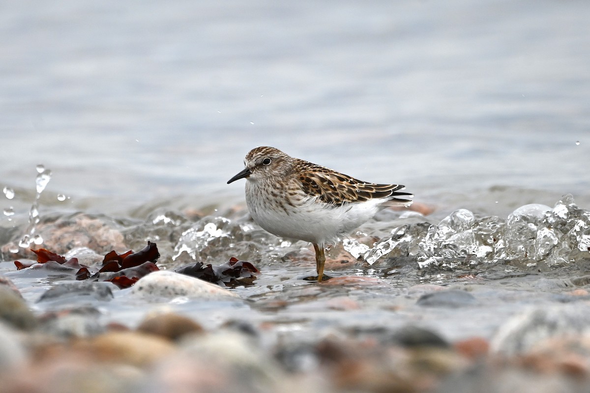 Least Sandpiper - ML642538029