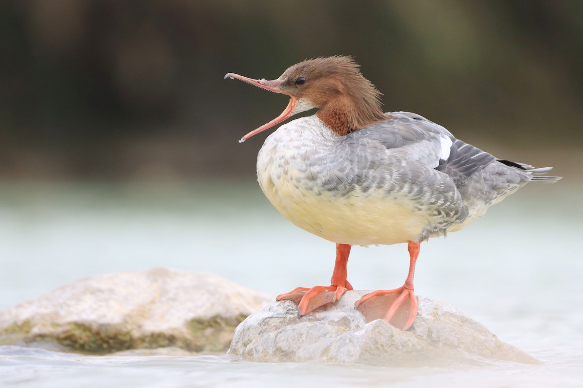 Common Merganser - ML642538152