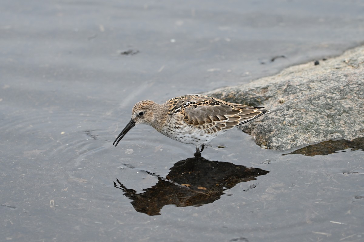 Dunlin - ML642538164
