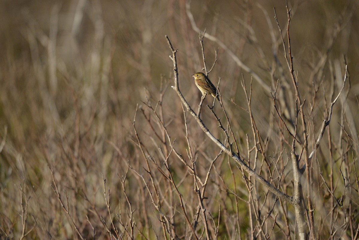 Dickcissel - ML642538172