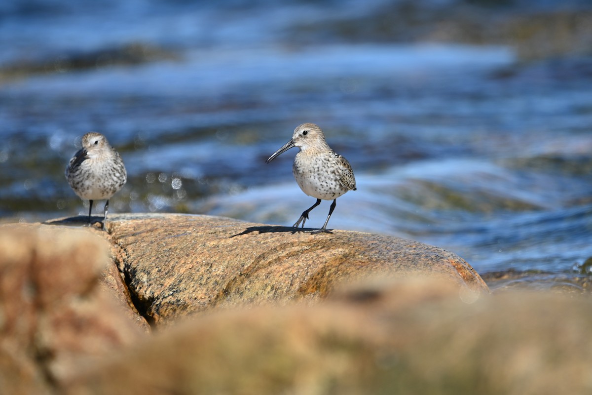 Dunlin - ML642538206