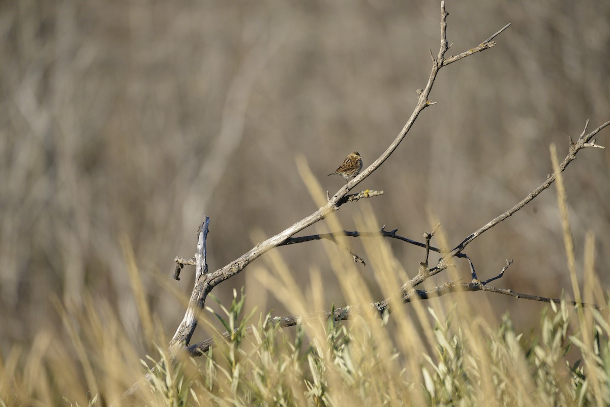 Savannah Sparrow - ML642538211