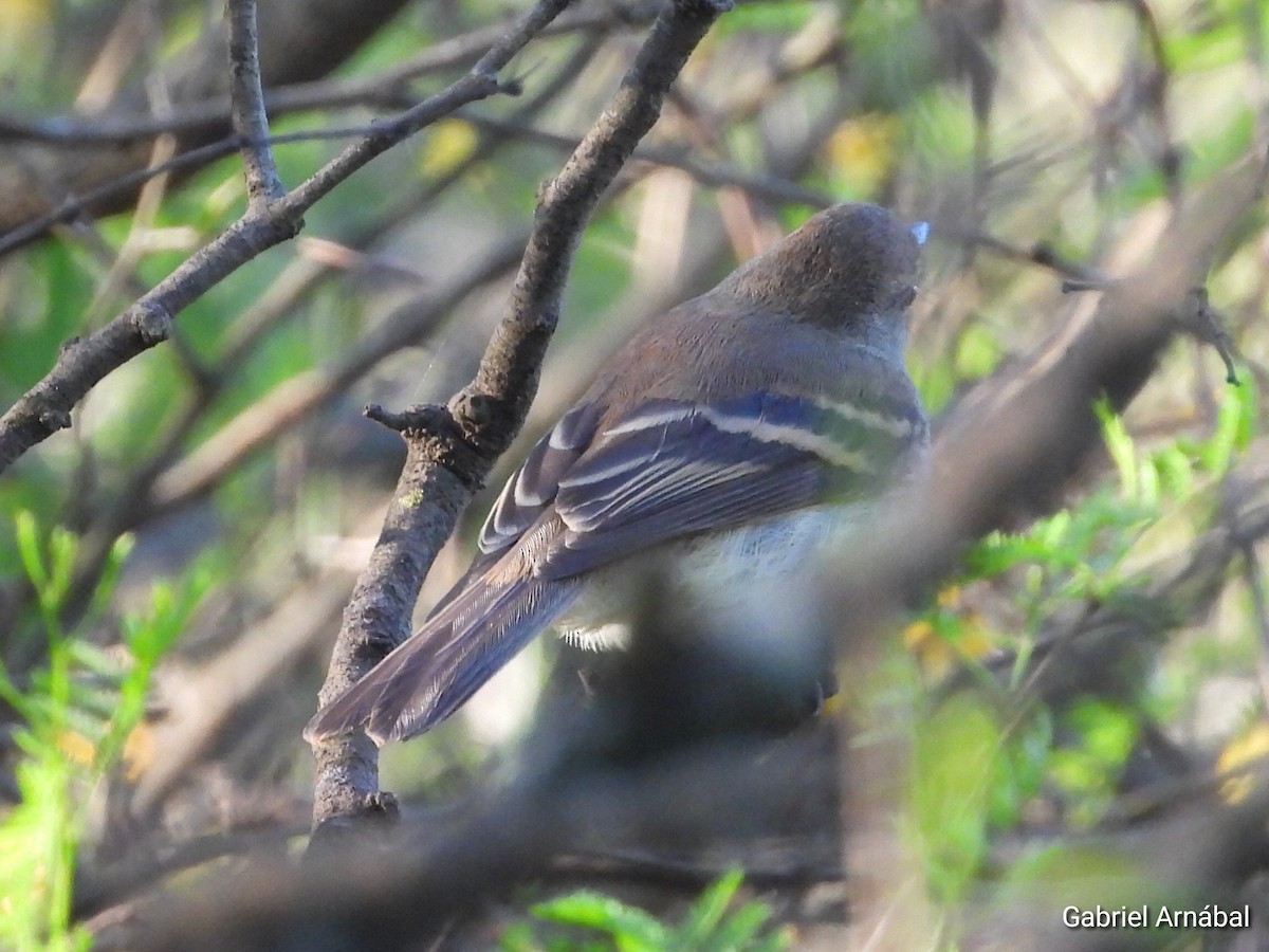 Fuscous Flycatcher - ML642538229