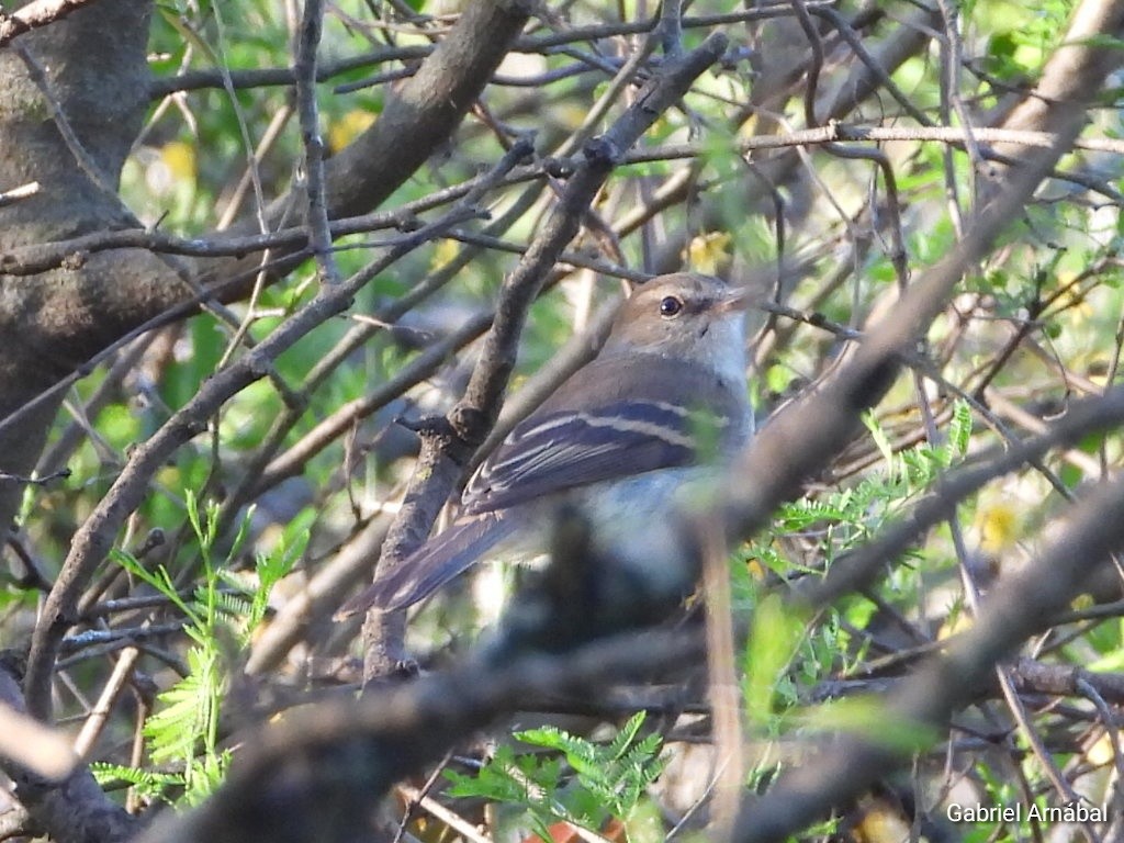 Fuscous Flycatcher - ML642538230