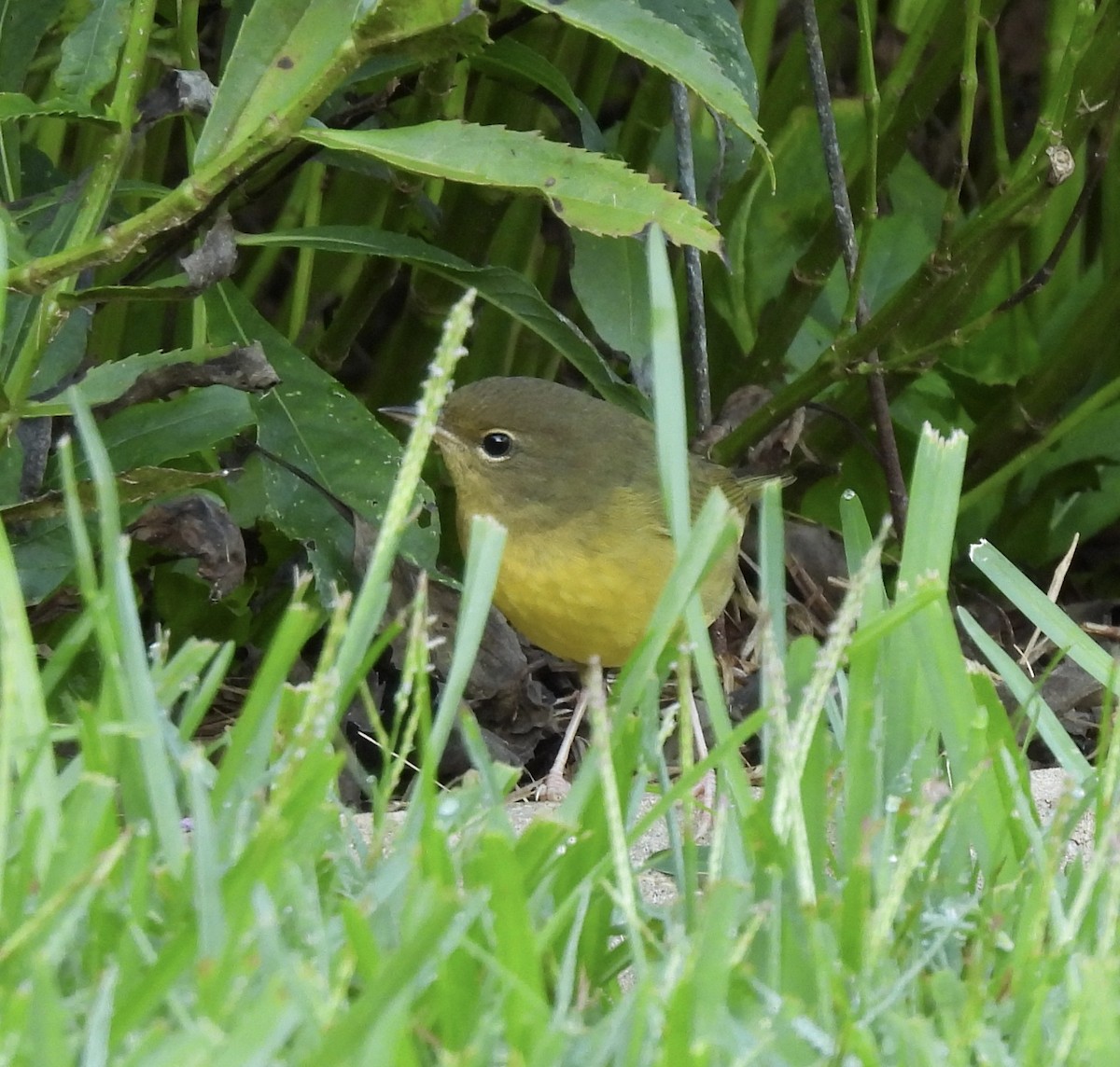 Mourning Warbler - ML642538238