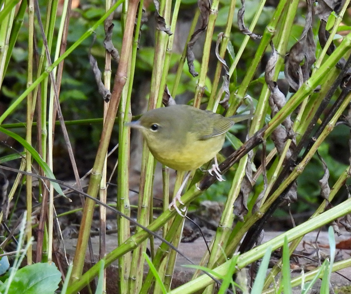 Mourning Warbler - ML642538239