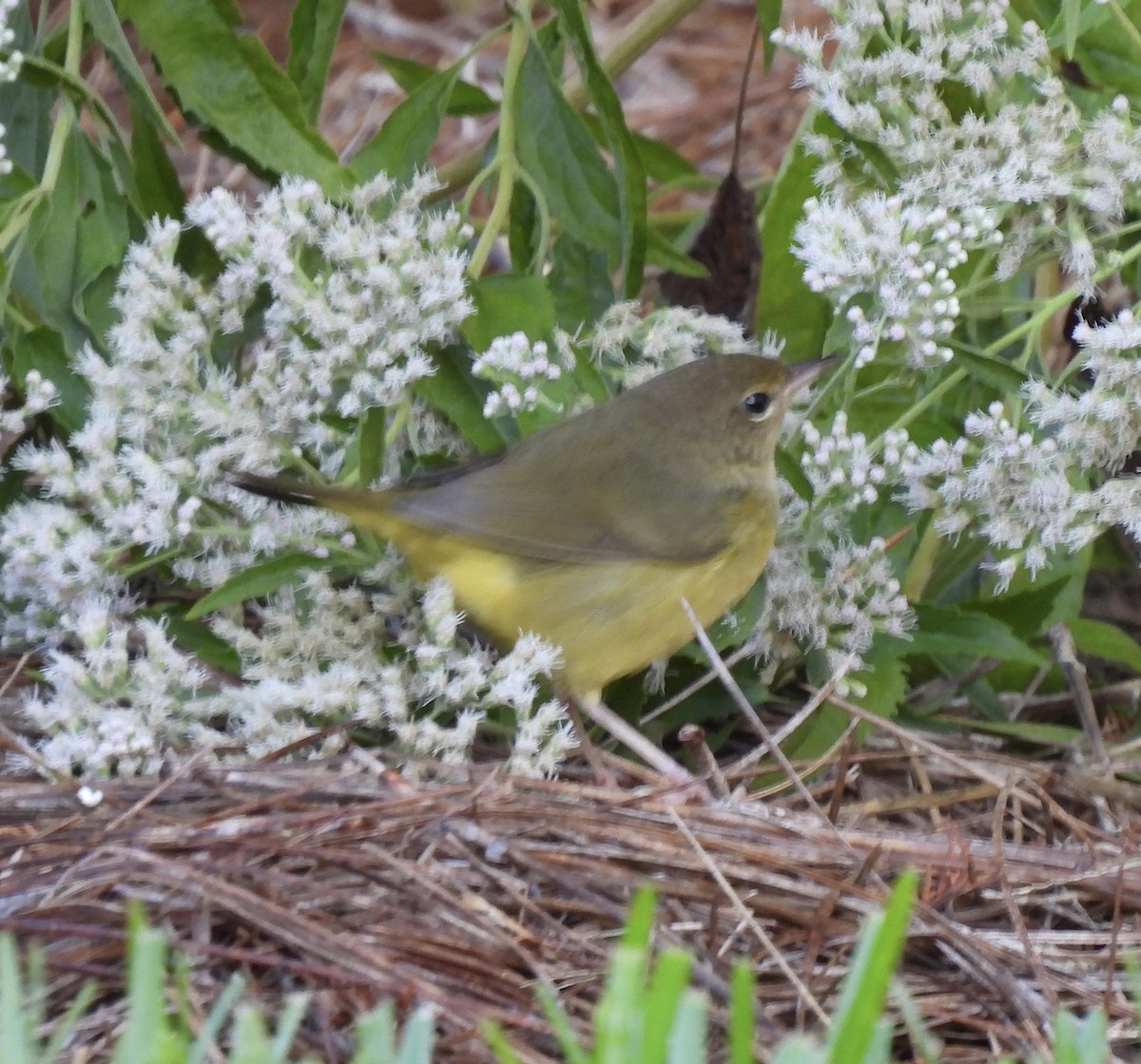 Mourning Warbler - ML642538240