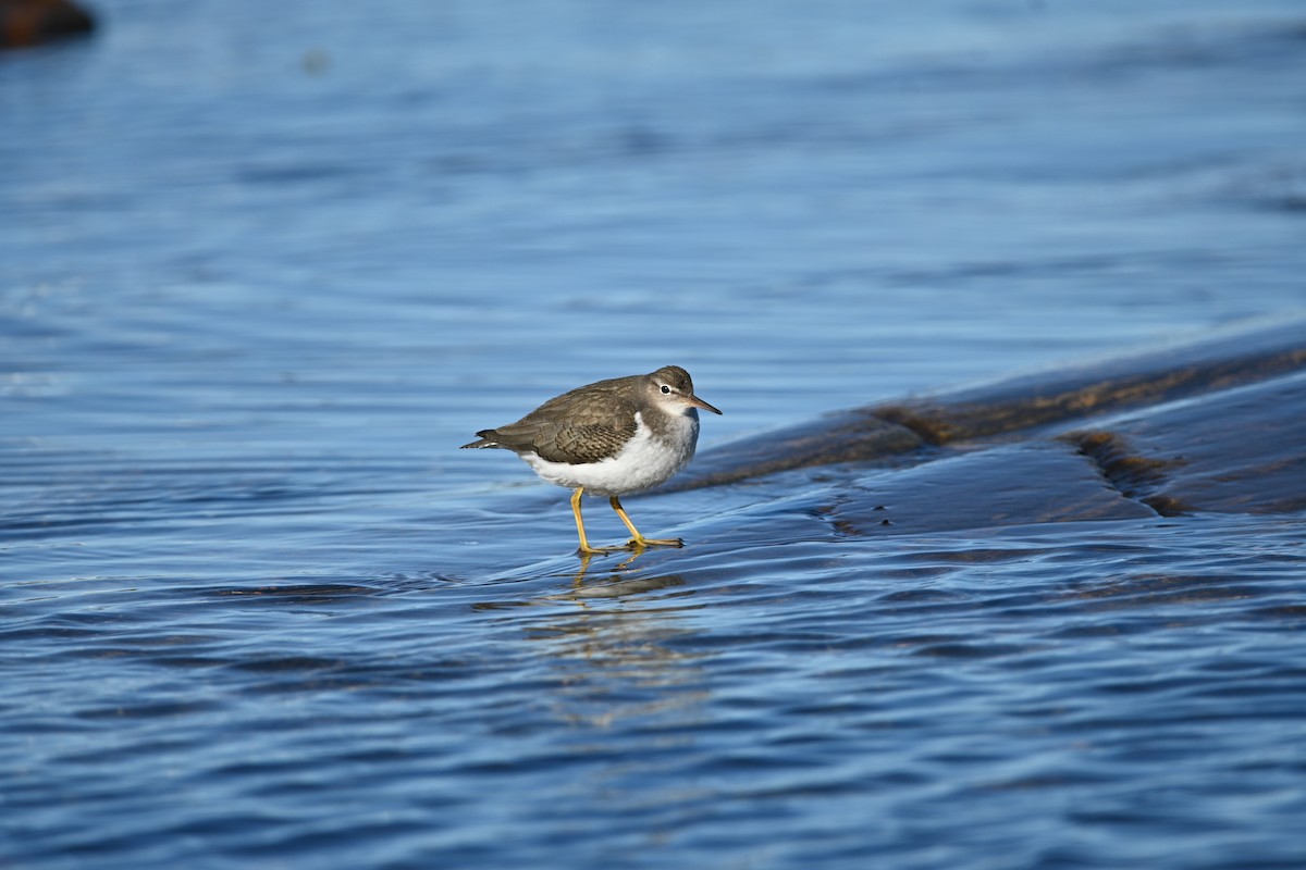 Spotted Sandpiper - ML642538254