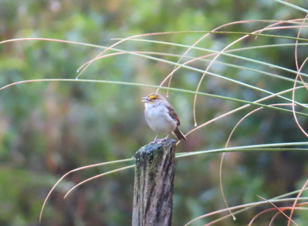 Yellow-browed Sparrow - ML642538268