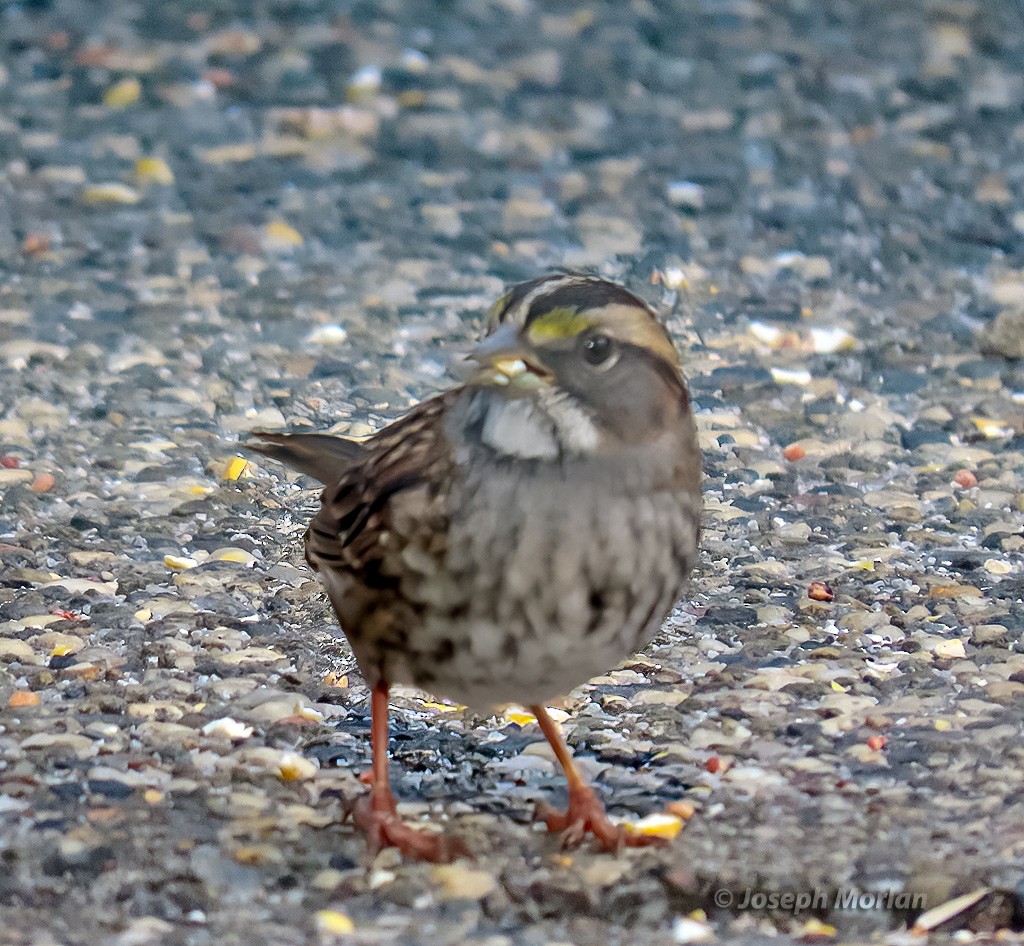 White-throated Sparrow - ML642538294
