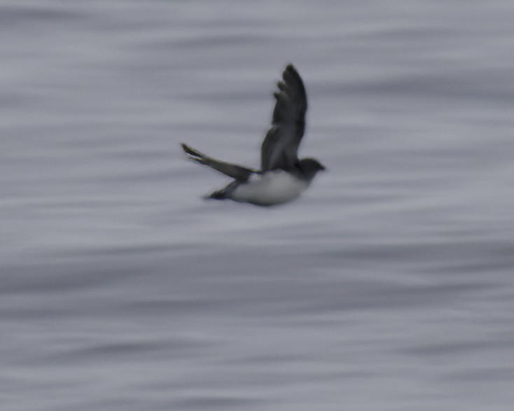Common Diving-Petrel - ML642538313