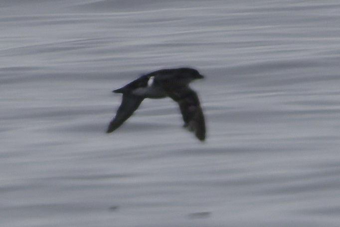 Common Diving-Petrel - ML642538315