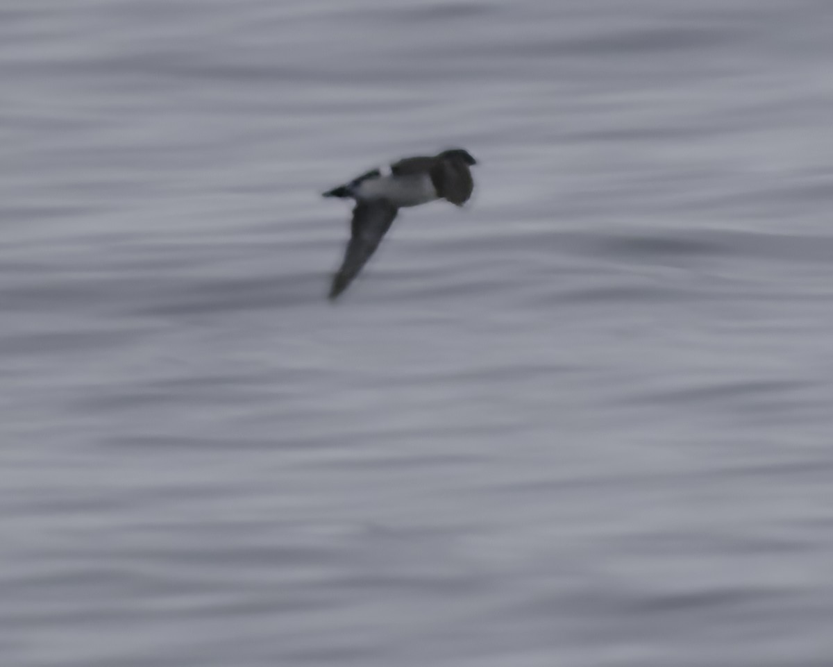 Common Diving-Petrel - ML642538316