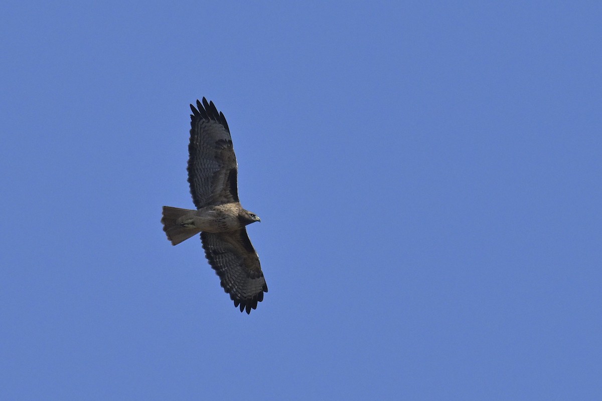 Rotschwanzbussard - ML642538337
