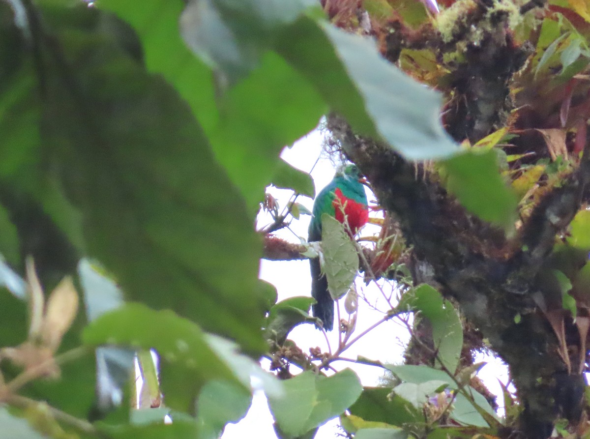 Golden-headed Quetzal - ML642538404