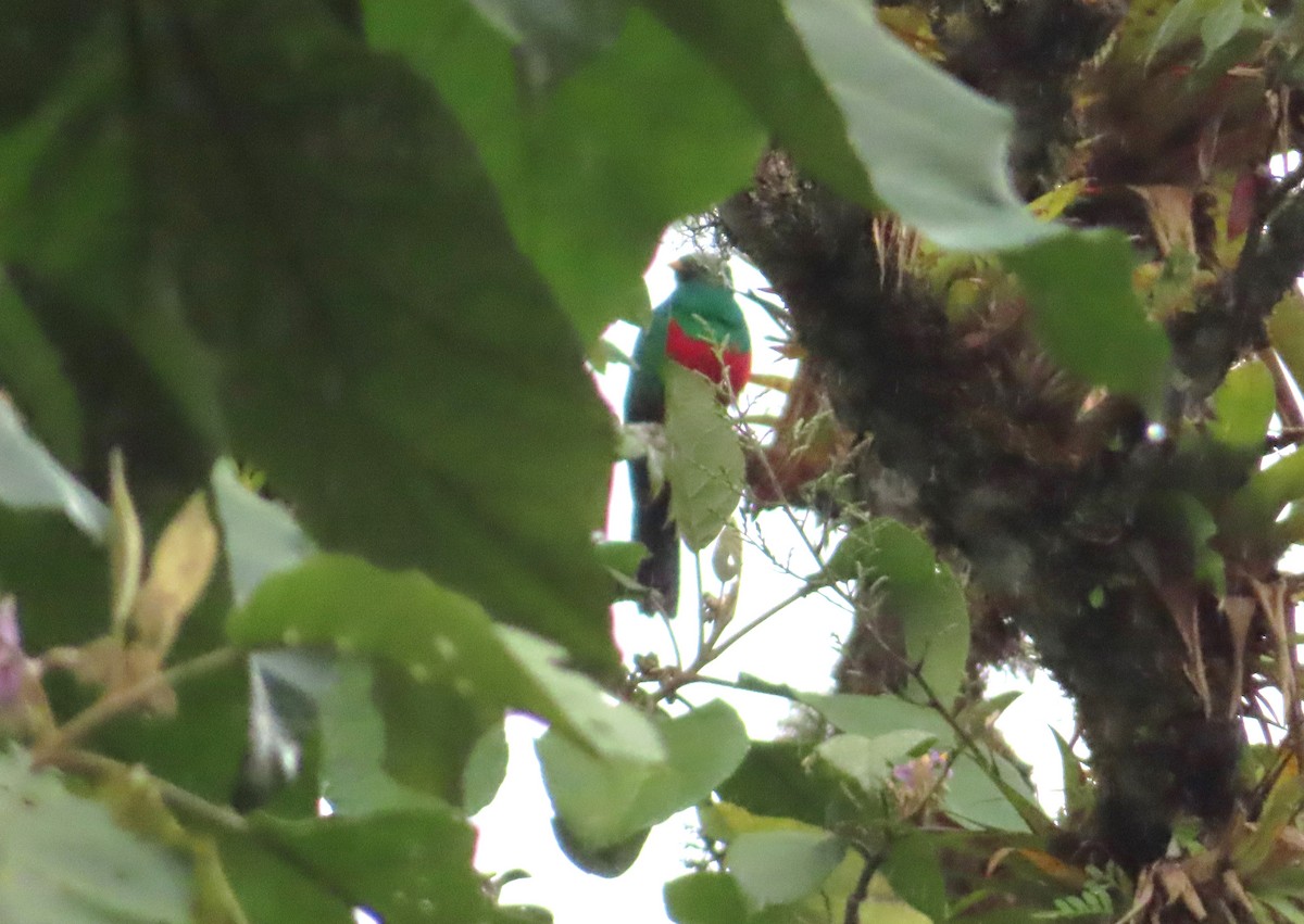 Golden-headed Quetzal - ML642538408
