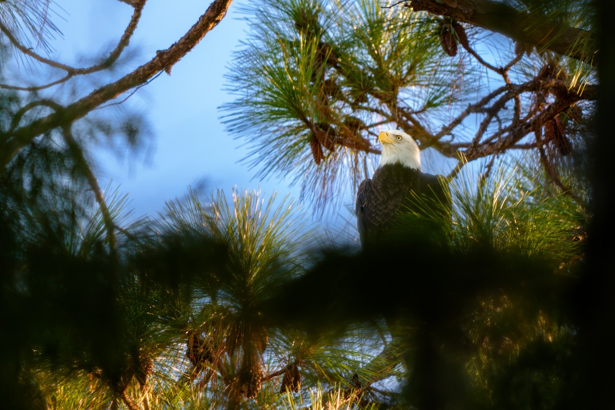 Bald Eagle - ML642538411
